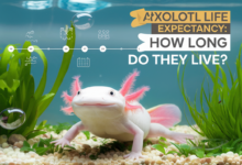 Axolotl Life Expectancy: How Long Do They Live?