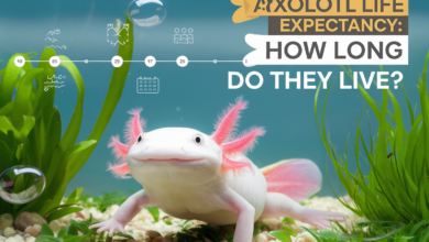 Axolotl Life Expectancy: How Long Do They Live?