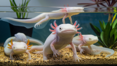 Axolotls in Australia