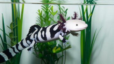 How Long Do Axolotls Live -Axolotls Lifespan