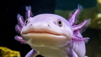 Lavender Axolotls Lavender Axolotl