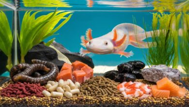 axolotl pet food