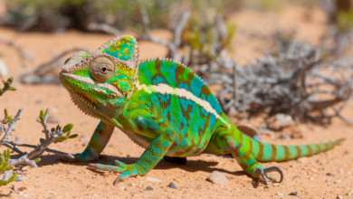 Chameleon in Arizona