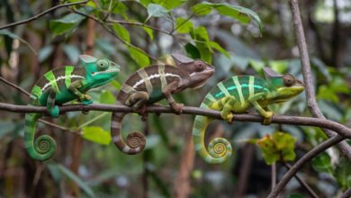 Chameleon in Florida