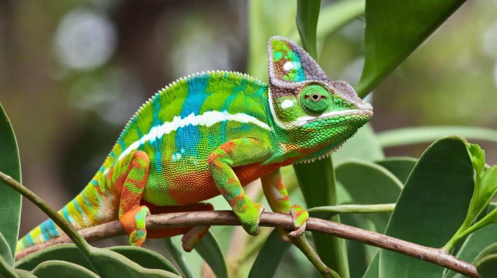 "Chameleon in Florida""Florida chameleon species"

"Buy chameleon Florida"

"Chameleon breeder Florida"

"Pet chameleon Florida"

"Florida chameleon care"

"Chameleon habitat Florida"

"Where to find chameleons in Florida"

"Florida chameleon for sale"

"Chameleon adoption Florida"