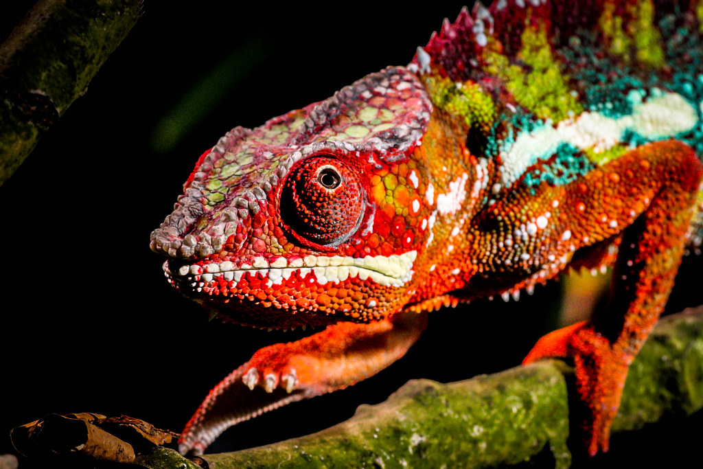 Panther Chameleon in Arizona