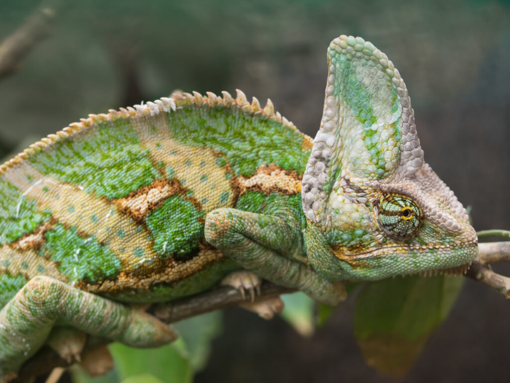 Veiled Chameleon in arizona